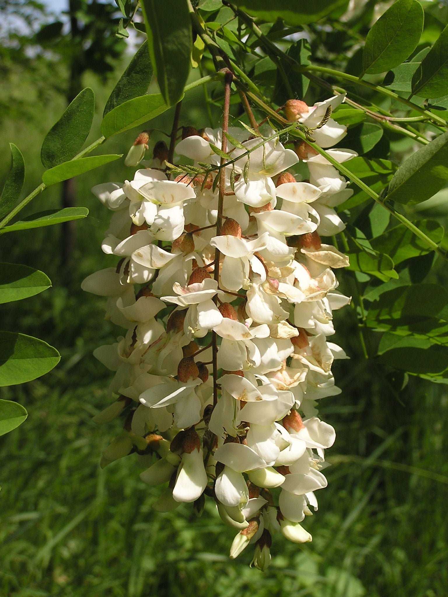 Premium Robinia Flower seeds for Planting Bright Blooms, Heirloom & GMO Free Seeds for Home Garden seeds