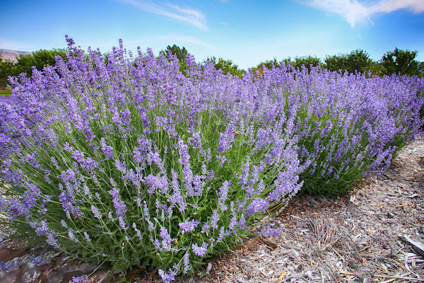 Premium Lavender Fargo Flower seeds for Planting Hardy Variety, Heirloom & GMO Free Seeds for Home Garden seeds