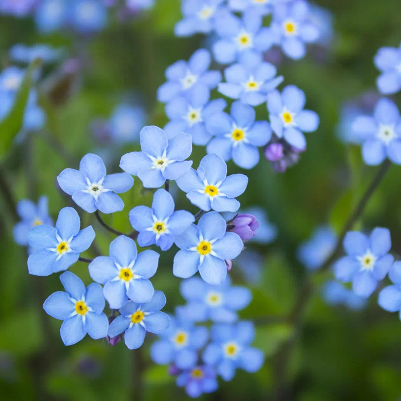 Cynoglossum Flower seeds for Planting Easy to Grow Heirloom & GMO Free Seeds for Home Garden