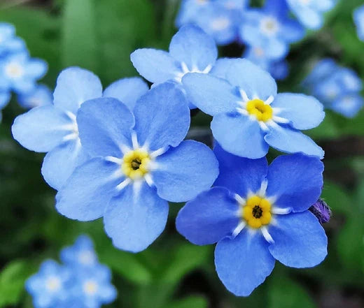 Myosotis Sylvia Flower seeds for Planting Premium Quality Heirloom & GMO Free Seeds for Home Garden