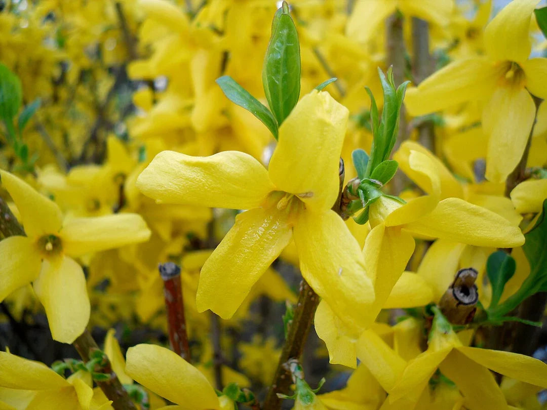 Forsythia Flower seeds for Planting - Hardy Variety, Heirloom & GMO Free Seeds for Home Garden