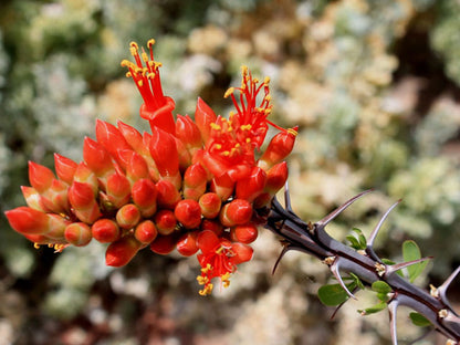 Ocotillo Fouquieria Splendens Flower seeds for Planting - Sun Loving, Heirloom & GMO Free Seeds for Home Garden