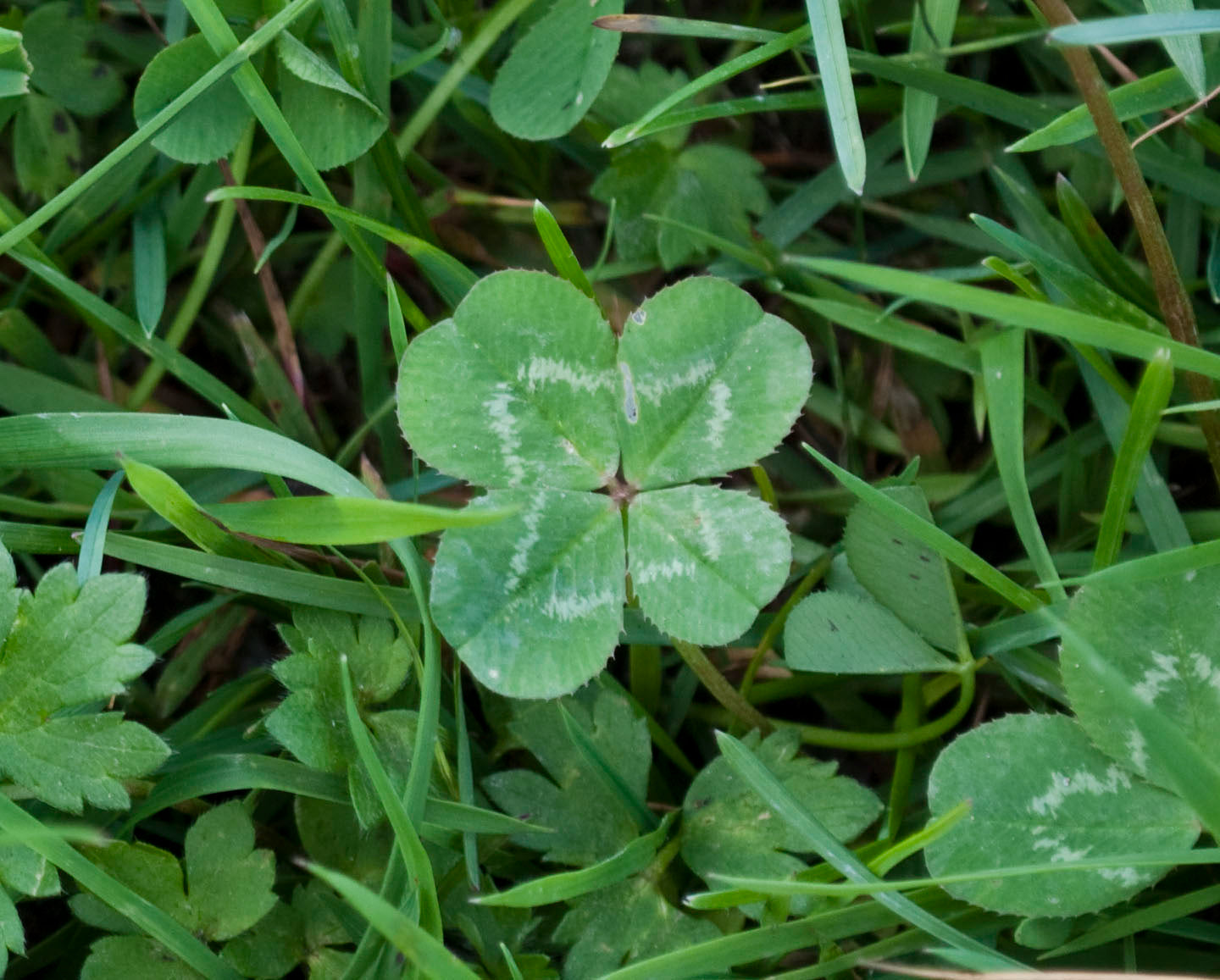 Green Clover Flower seeds for Planting Shade Tolerant, Heirloom & GMO Free Seeds for Home Garden vegetable and garden seeds