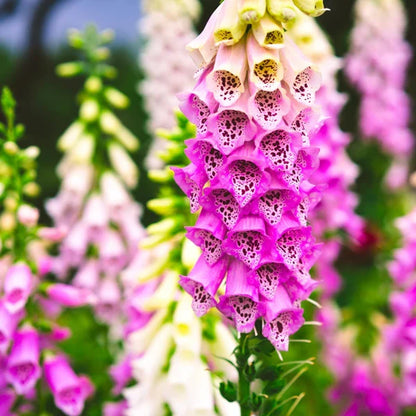 Pink Climbing Foxglove Flower seeds for Planting - Easy to Grow, Heirloom & GMO Free Seeds for Home Garden