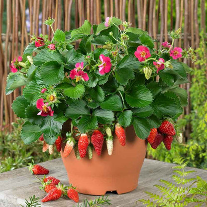 Strawberry Seeds for Planting - Pink Fruit Variety