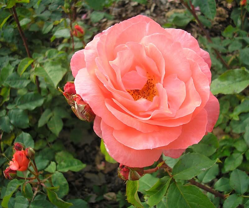 Heirloom Rose Flower seeds for Planting Premium Quality Heirloom & GMO Free Seeds for Home Garden