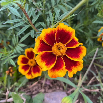 Marigold French Flower seeds for Planting Bright Blooms Heirloom & GMO Free Seeds for Home Garden