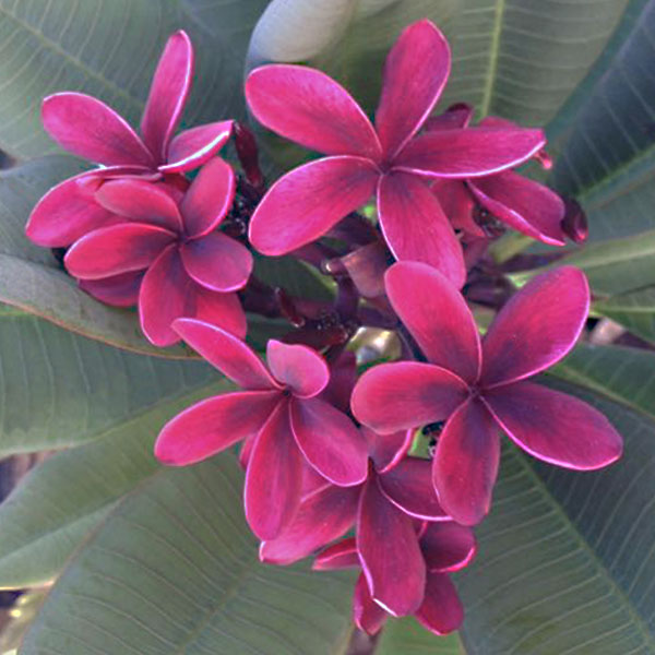 Black Frangipani Flower seeds for Planting Drought Tolerant, Heirloom & GMO Free Seeds for Home Garden seeds for planting