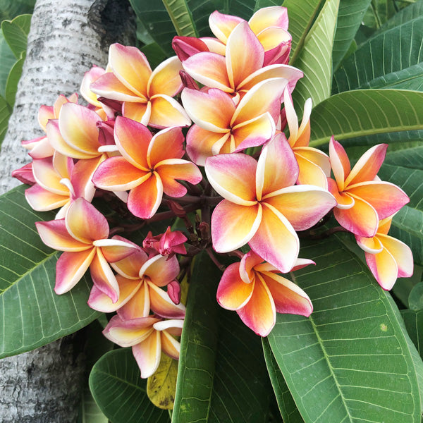 High quality Purple Yellow Frangipani Flower seeds for Planting Compact Growth, Heirloom & GMO Free Seeds for Home Garden seeds pack
