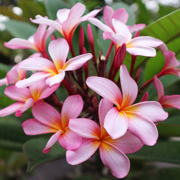 Pink Frangipani Flower seeds for Planting Easy to Grow, Heirloom & GMO Free Seeds for Home Garden vegetable and garden seeds