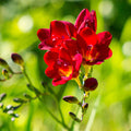 Freesia Flower seeds for Planting Fragrant Blossoms, Heirloom & GMO Free Seeds for Home Garden seeds for planting