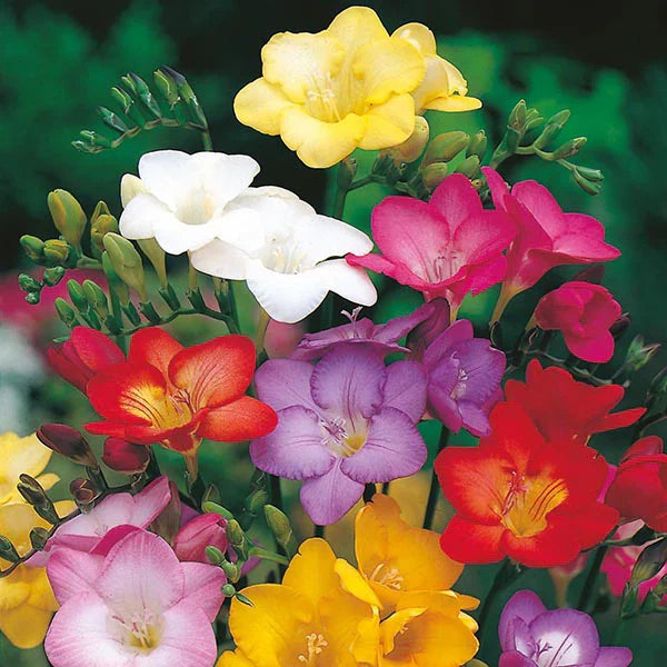 Mixed Freesias Flower seeds for Planting Garden Favorite, Heirloom & GMO Free Seeds for Home Garden vegetable and garden seeds