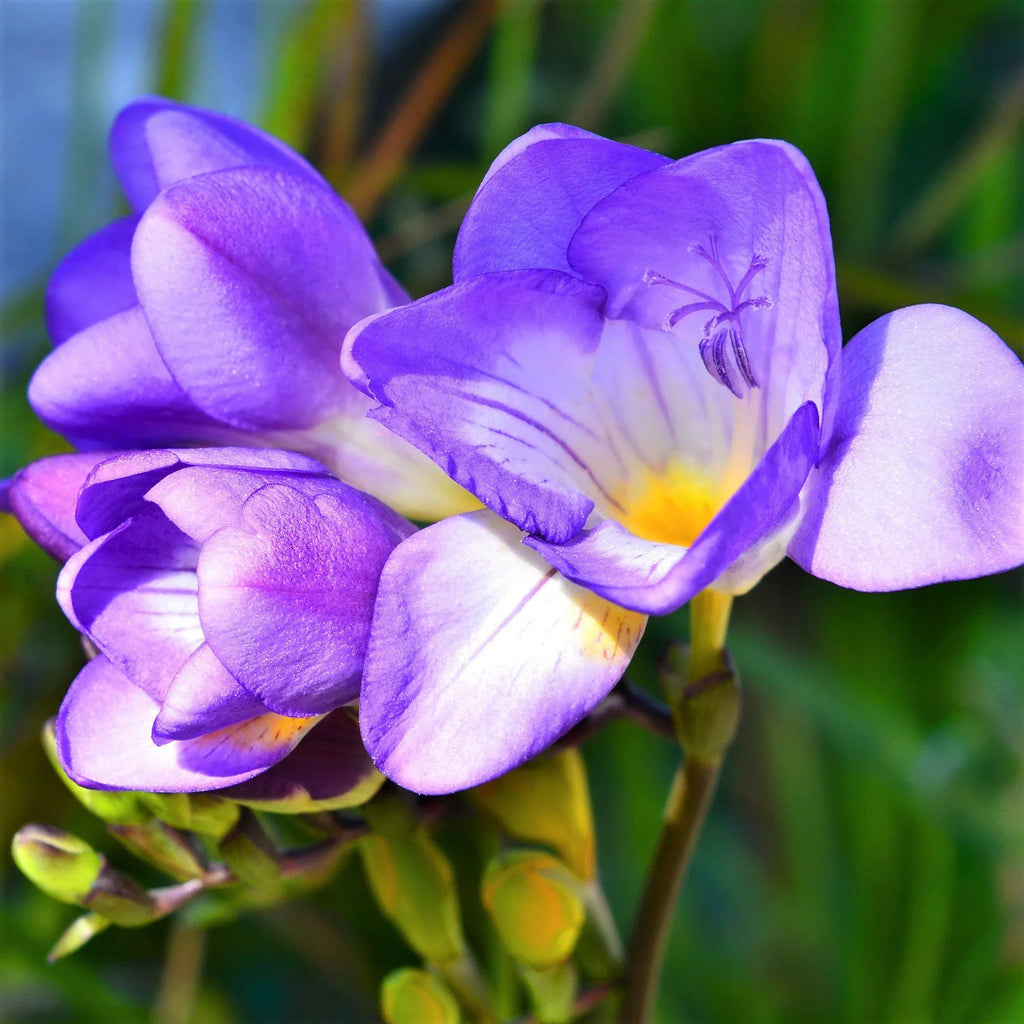 High quality Lavender Freesia Flower seeds for Planting Pollinator Friendly, Heirloom & GMO Free Seeds for Home Garden seeds pack