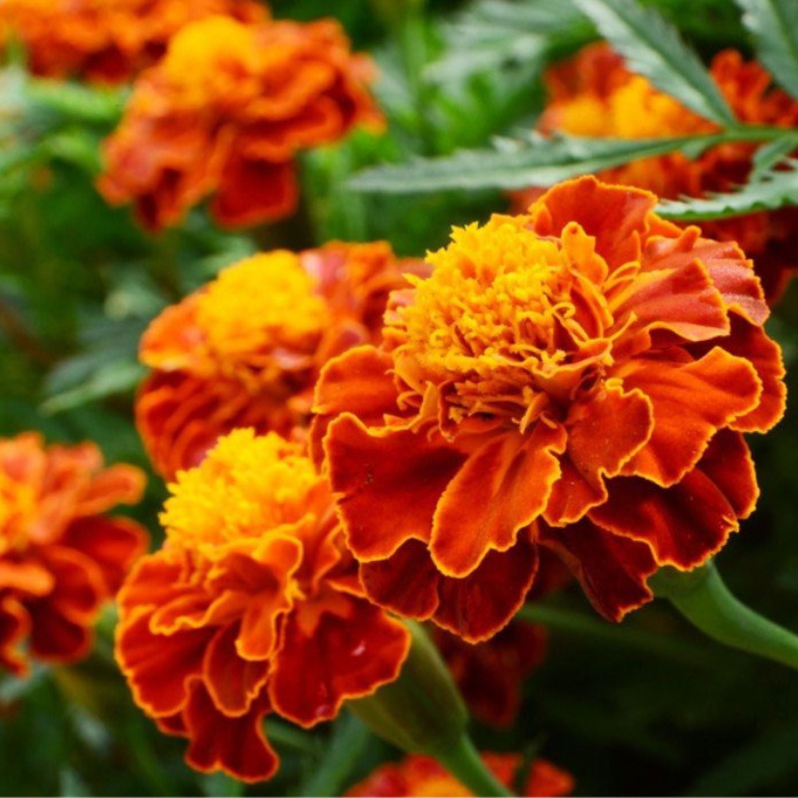 Mix Marigold Flower seeds for Planting Fragrant Blossoms, Heirloom & GMO Free Seeds for Home Garden vegetable and garden seeds