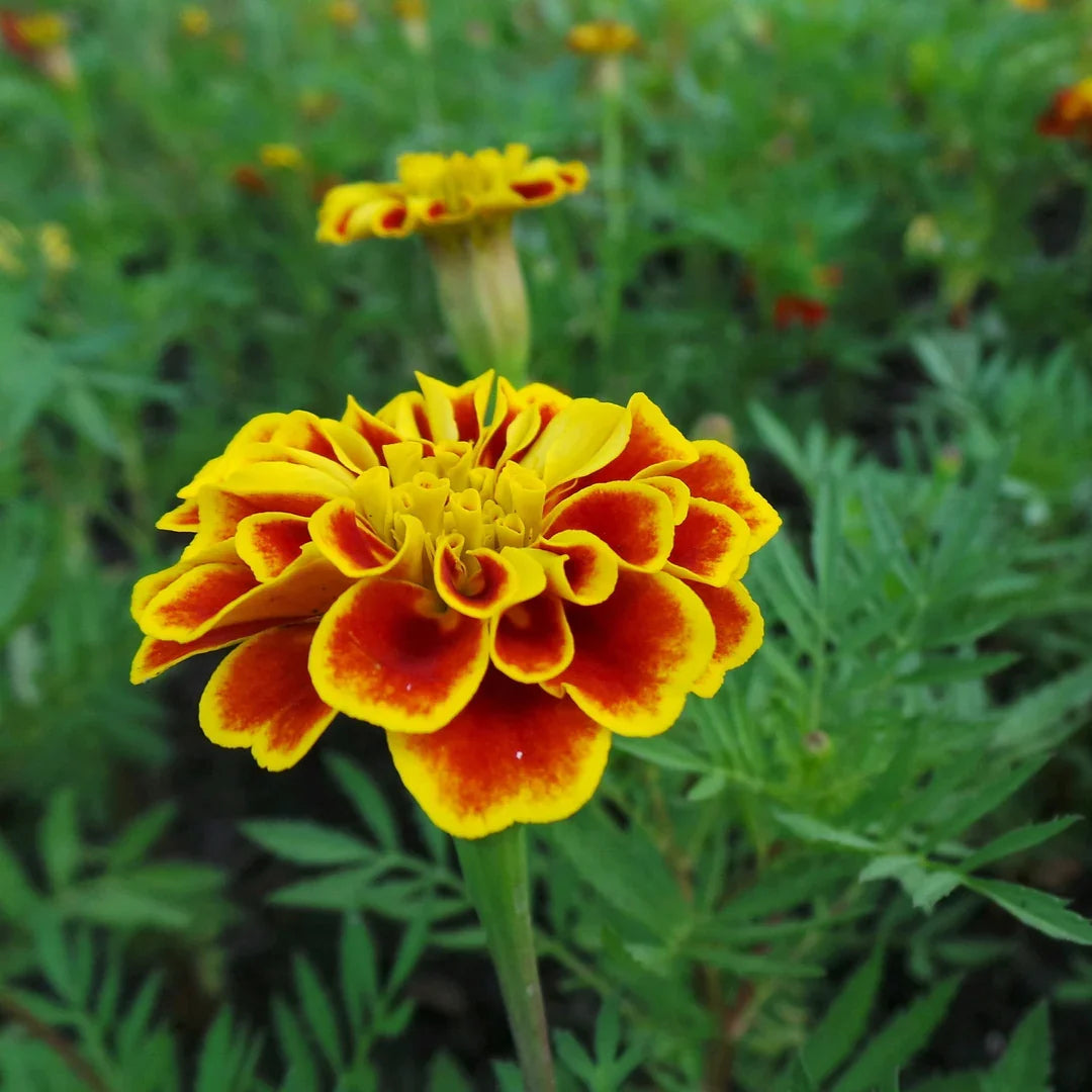 Heirloom French Marigold Flower seeds for Planting Wildflower Mix Heirloom & GMO Free Seeds for Home Garden