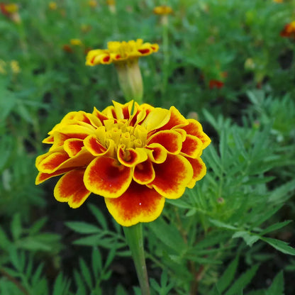 Heirloom French Marigold Flower seeds for Planting Wildflower Mix Heirloom & GMO Free Seeds for Home Garden