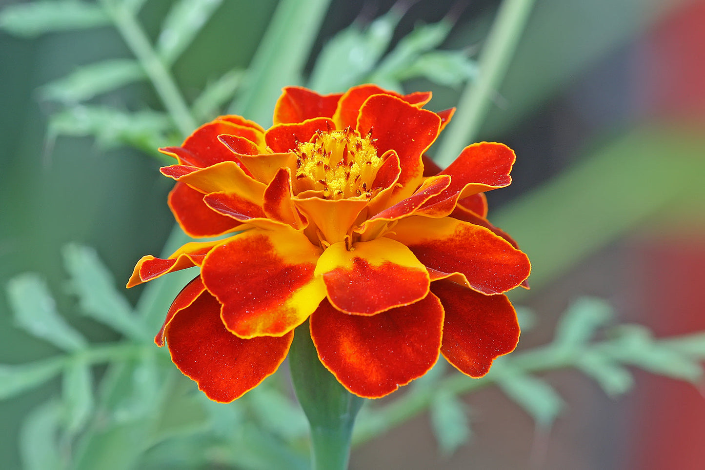 Marigold French Flower seeds for Planting Bright Blooms Heirloom & GMO Free Seeds for Home Garden
