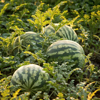 Green Watermelon Seeds Planting Pack