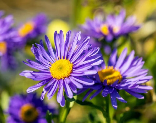 Premium Aster Alpin Flower seeds for Planting Garden Favorite, Heirloom & GMO Free Seeds for Home Garden seeds