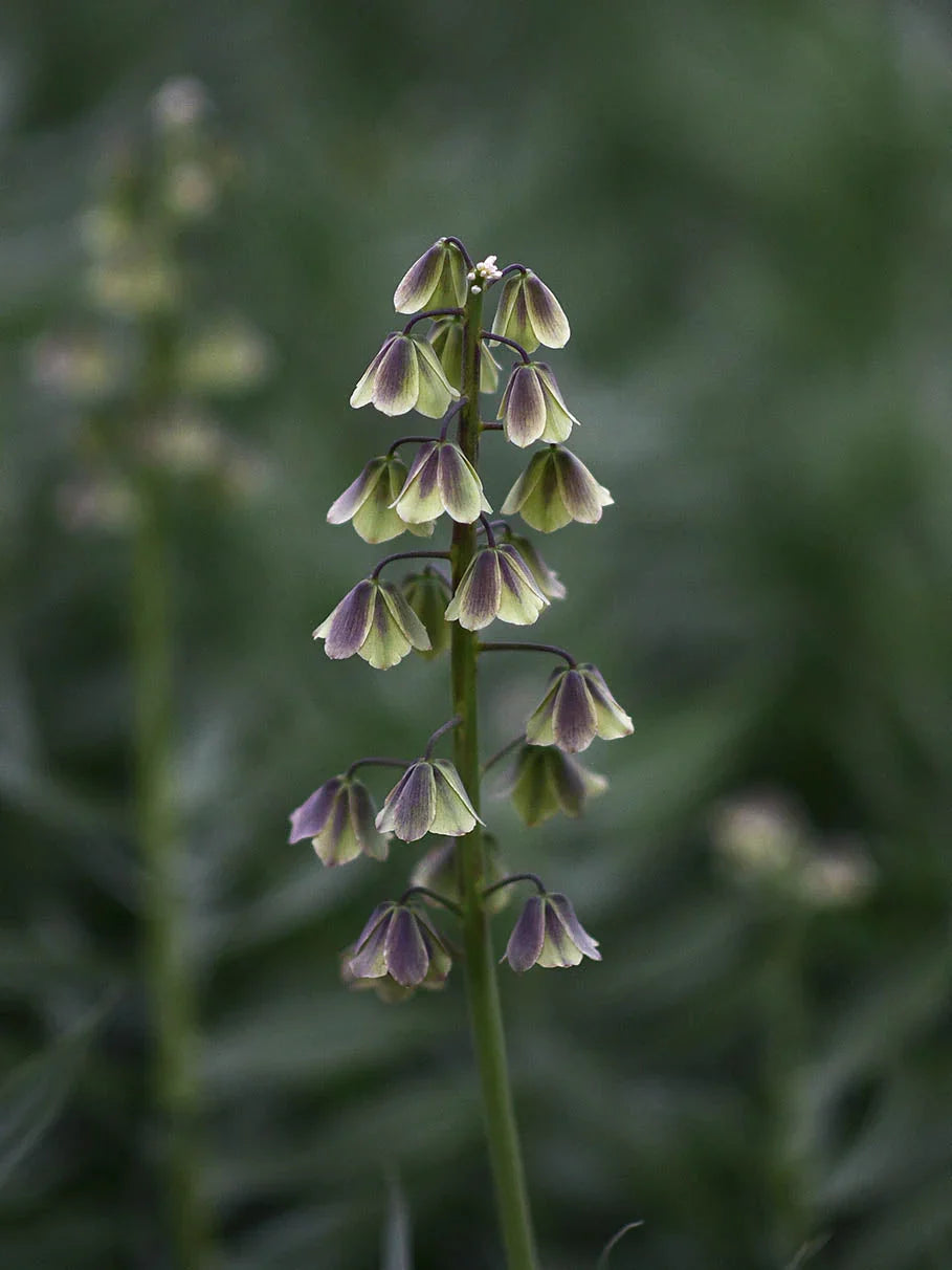 Green Fritillaria Flower seeds for Planting Premium Quality, Heirloom & GMO Free Seeds for Home Garden vegetable and garden seeds