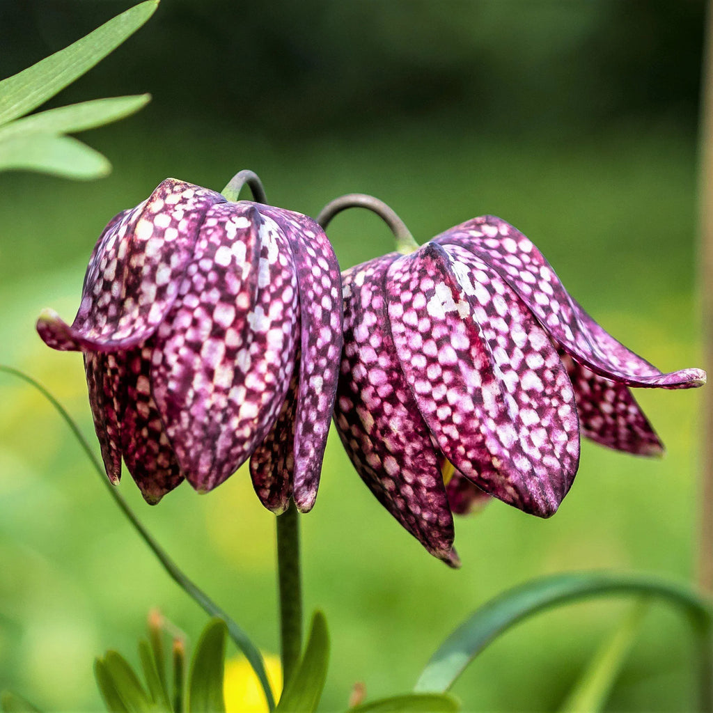 High quality Pink Fritillaria Flower seeds for Planting Shade Tolerant, Heirloom & GMO Free Seeds for Home Garden seeds pack