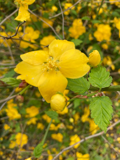 Kerria Japonica Flower seeds for Planting, Cottage Garden Essential Heirloom & GMO Free Seeds for Home Garden