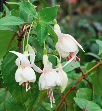 Green White Fuchsia Seeds for Planting, Heirloom Non-GMO Flowers for Home Garden
