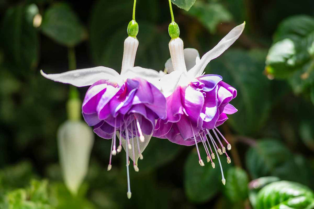 Purple Fuchsia Flower seeds for Planting Seasonal Bloomer, Heirloom & GMO Free Seeds for Home Garden seeds for planting
