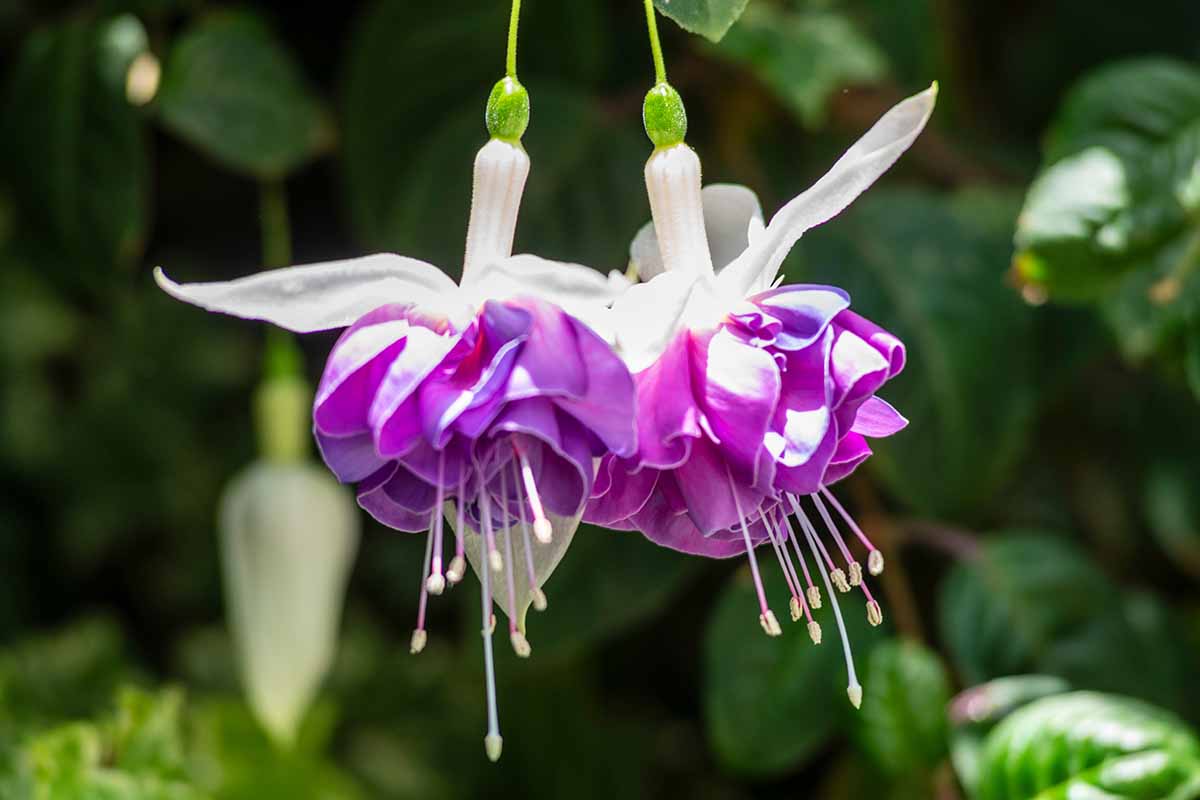 Purple Fuchsia Flower seeds for Planting Seasonal Bloomer, Heirloom & GMO Free Seeds for Home Garden seeds for planting