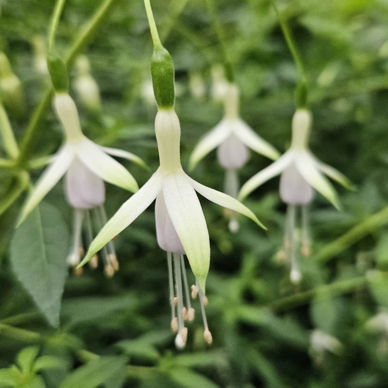 Fuchsia Flower seeds for Planting Hardy Variety Heirloom & GMO Free Seeds for Home Garden