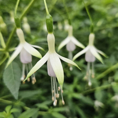Fuchsia Flower seeds for Planting Hardy Variety Heirloom & GMO Free Seeds for Home Garden