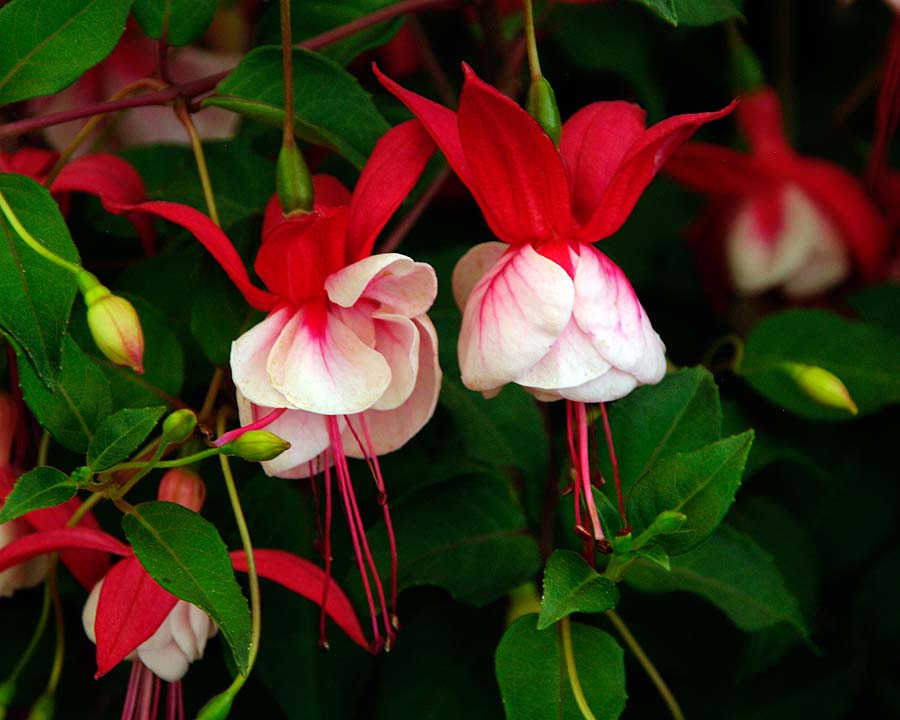 Double Petals Fuchsia Flowers Seeds For Planting - Vibrant Red Blooms Dynamic Displays