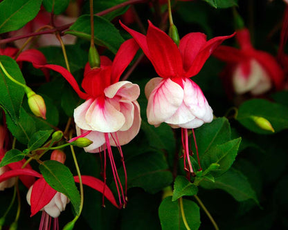 Double Petals Fuchsia Flowers Seeds For Planting - Vibrant Red Blooms Dynamic Displays