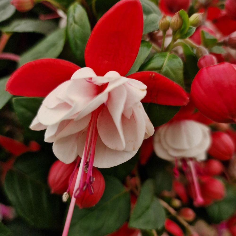 High quality Red White Fuchsia Seeds Flower seeds for Planting Shade Tolerant, Heirloom & GMO Free Seeds for Home Garden seeds pack