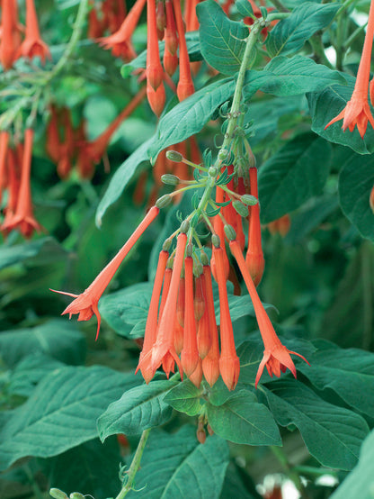 Orange Blue Fuchsia Hybrida Flower seeds for Planting Colorful Display Heirloom & GMO Free Seeds for Home Garden