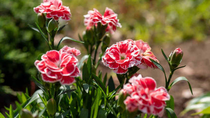 Carnation Flower seeds for Planting Garden Favorite Heirloom & GMO Free Seeds for Home Garden