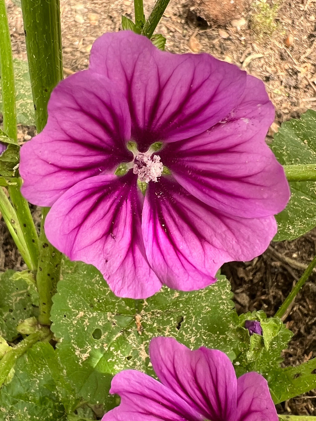 Mallow Flower seeds for Planting Perfect for Borders, Heirloom & GMO Free Seeds for Home Garden seeds for planting