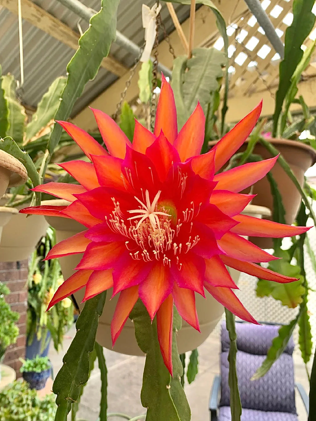 Premium Epiphyllum Flower seeds for Planting Cut Flower Favorite, Heirloom & GMO Free Seeds for Home Garden seeds