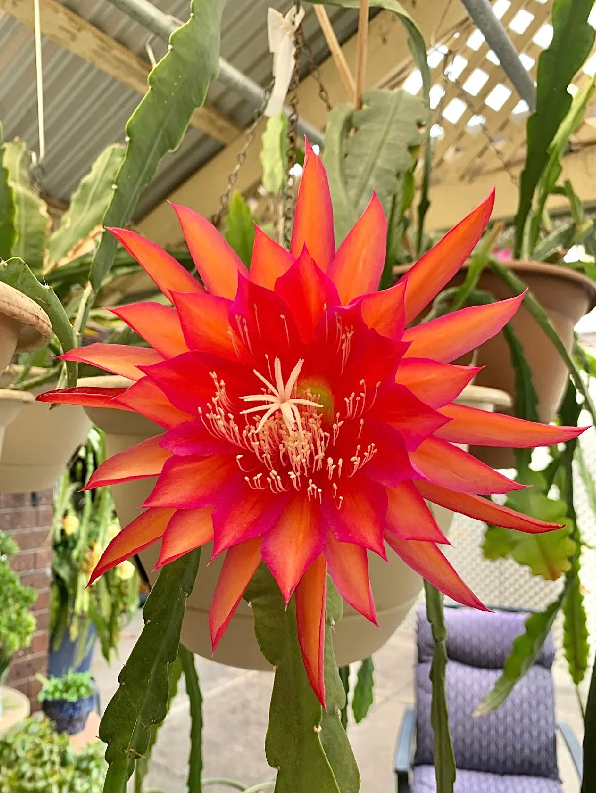 Premium Epiphyllum Flower seeds for Planting Cut Flower Favorite, Heirloom & GMO Free Seeds for Home Garden seeds