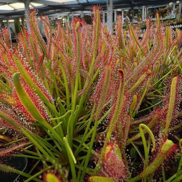 Premium Green Sundew Clip Flower seeds for Planting Bright Blooms, Heirloom & GMO Free Seeds for Home Garden seeds