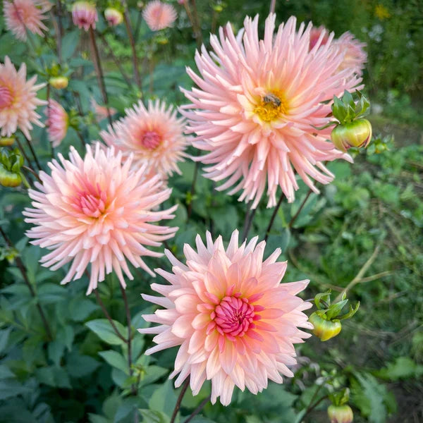Chrysanthemum Flower seeds for Planting Hardy Variety Heirloom & GMO Free Seeds for Home Garden vegetable and garden seeds