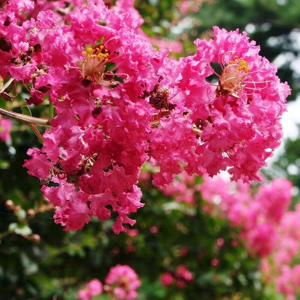 Premium Pink Crape Myrtle Flower seeds for Planting Garden Favorite, Heirloom & GMO Free Seeds for Home Garden seeds