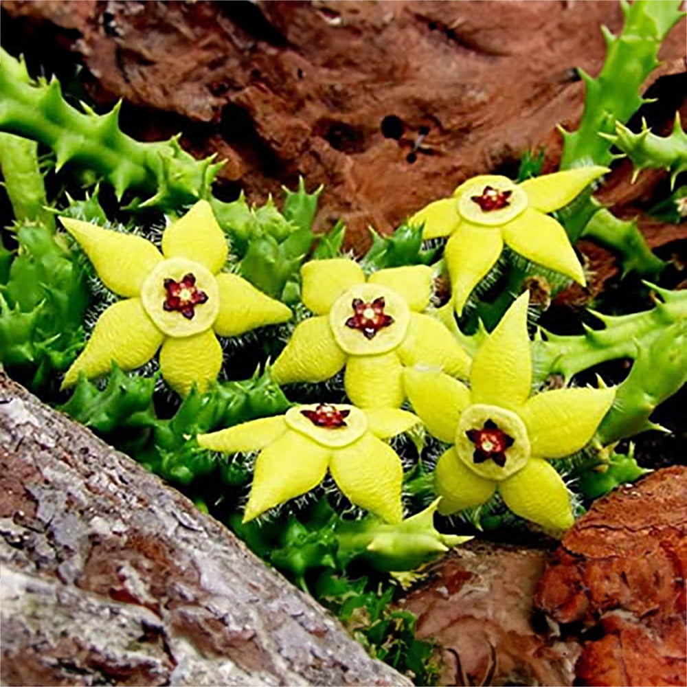 Stapelia Pulchella Flower seeds for Planting Cut Flower Favorite, Heirloom & GMO Free Seeds for Home Garden vegetable and garden seeds