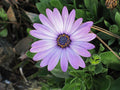 Violet Daisy Flower seeds for Planting Sun Loving, Heirloom & GMO Free Seeds for Home Garden seeds for planting