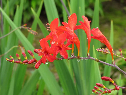 Crocosmia Lucifer Flower seeds for Planting Perfect for Borders Heirloom & GMO Free Seeds for Home Garden
