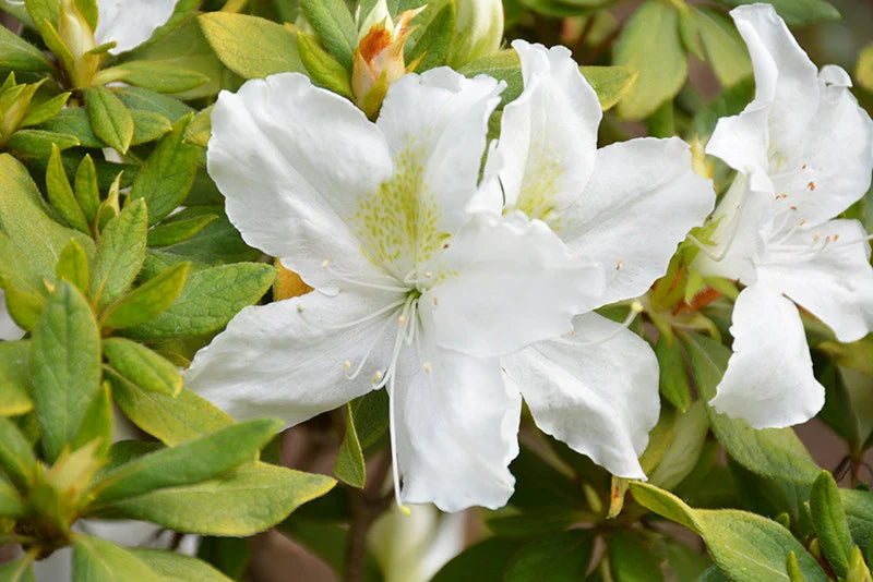 Azalea Blanco Flower seeds for Planting Fragrant Blossoms Heirloom & GMO Free Seeds for Home Garden