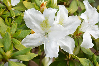 Azalea Blanco Flower seeds for Planting Fragrant Blossoms Heirloom & GMO Free Seeds for Home Garden