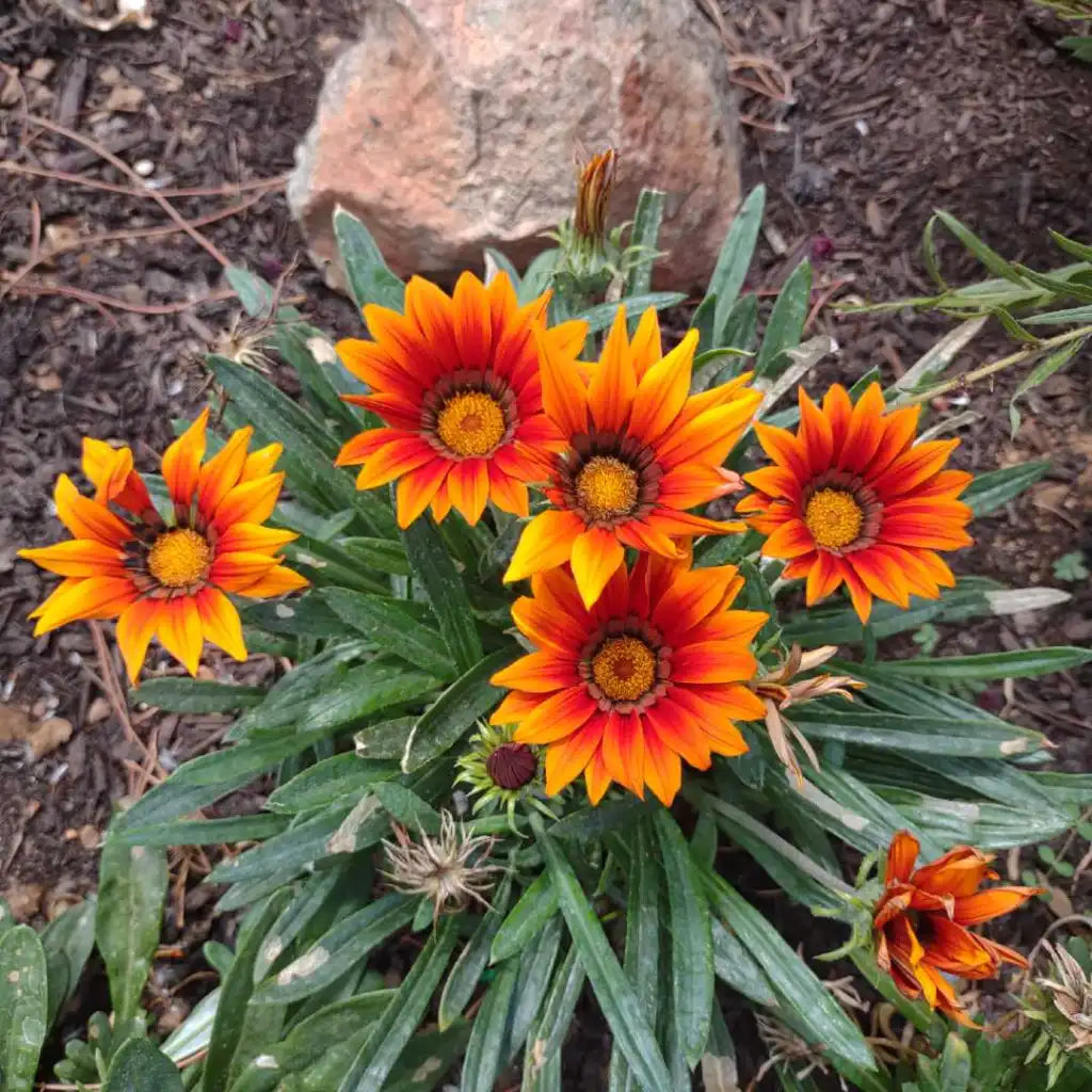 Gazania Flower seeds for Planting Drought Tolerant Heirloom & GMO Free Seeds for Home Garden