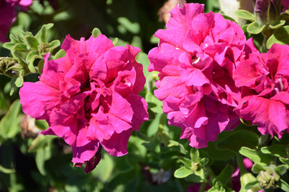 Petunia Double GF Pirouette Rose Flower seeds for Planting Compact Growth Heirloom & GMO Free Seeds for Home Garden