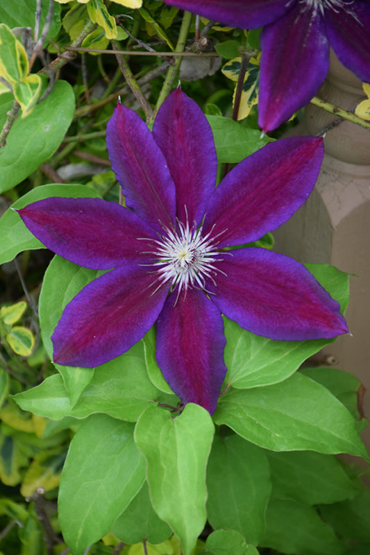 Clematis Red Purple Flower seeds for Planting Cottage Garden Essential, Heirloom & GMO Free Seeds for Home Garden vegetable and garden seeds